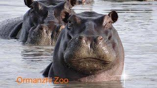 We Spotted two hippopotamus  | Ormanzhi Zoo | Hippopotamus | animal..