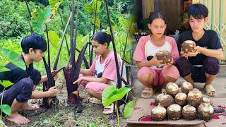 Harvesting Taro to Sell at the Market - Daily Life of a Young Couple