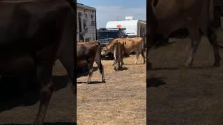 Wild Bulls  camping ️ #wildlife #bullriders #cow