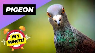 Pigeon  Is It The Smartest Bird On The Planet? | 1 Minute Animals