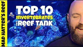 Top 10 Invertebrates for a Reef Tank