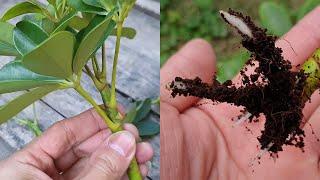 How to grow Schefflera plant from cuttings | Propagate the Schefflera plants | Umbrella Tree