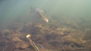 A pike chasing the lure and the camera.