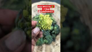 STAR BROCCOLI  HARVEST #shortstamil #usatamilvlog #tamil #gardening