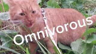 Omnivorous cat.