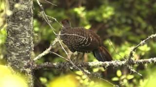 Kalij Pheasantfemale