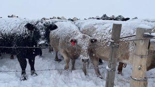 First Day Feeding Cows in the Snow!