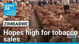 Zimbabwe looks to bumper tobacco sales to boost economy • FRANCE 24 English