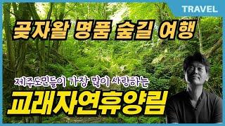 제주 생태계의 허파 속! 교래자연휴양림 곶자왈 숲길, 한국 명품숲길 선정 그리고 은근히 성깔 있는,  '태고의 신비' 간직한 교래자연휴양림속  큰지그리오름을 아시나요?