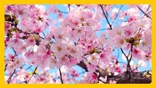 Stunning Cherry Blossoms - Relaxing & Meditation Music - 2 Hours RELAXING MUSIC HD 1080P Screensaver