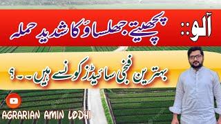 Late Blight Of Potatoes ||  Symptoms || Best Fungicide Spray || Control || Agrarian Amin Lodhi