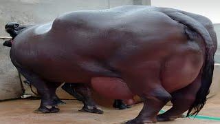 India's No.1 Highly Milking Jafarabadi Buffalo | Documentary By AJ Cattle info