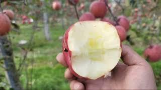 이것이 사과다! 서리맞은 준고랭지 꿀부사 안동산사과 소개합니다. 부사판매합니다. 010 5040 3080 This is a korean apple farm in Andong