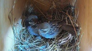 House Sparrow Nest Building Time Lapse -  Empty to 1st Egg