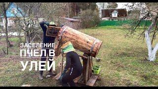 ЗАСЕЛЕНИЕ РОЯ ПЧЕЛ В УЛЕЙ. СРЕДНЕРУССКАЯ ПЧЕЛА. ПЧЕЛОВОДСТВО С НУЛЯ. КОЛОДА ДЛЯ ПЧЕЛ.