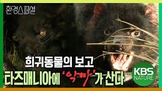 희귀 동물의 보고, 타즈매니아에 ‘악마’가 산다. [환경스페셜-주머니가 키운 생명-유대 동물의 땅, 타즈매니아] / KBS 20061220 방송