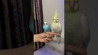 Unboxing of New Budgie Parrot #shorts #budgies #birds