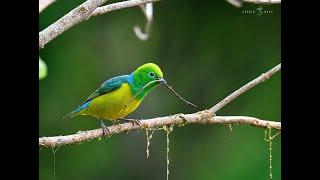 Aves y Naturaleza de Misiones - Argentina | Birdwaching in Misiones Iguazú | Birds of the jungle