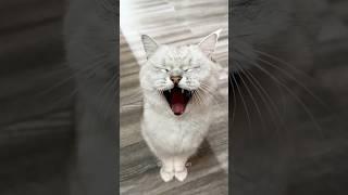 Pringles prank gone wrong#cat #short
