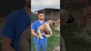 kangal dog transformation  | #shorts