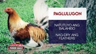 PAG-AALAGA NG LUGON NA MANOK, ISES GAMEFARM