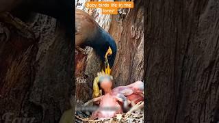Baby birds life in the forest. #birds