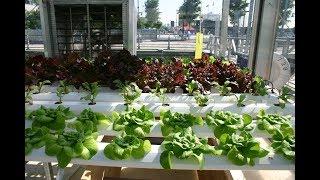 Hydroponics made simple - emc4u2