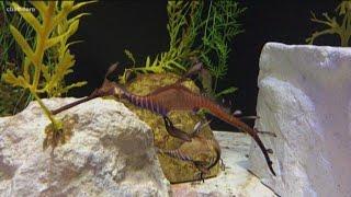 Baby sea dragons hatch at Birch Aquarium