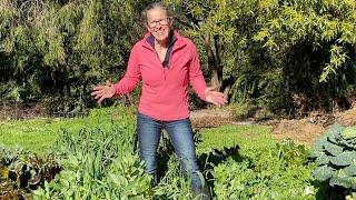 Green manure, path & planting - a morning in my Permaculture Vegetable Garden