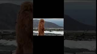 #bigfoot  aka The Shenandoah Squatch #Onewheel the SHENANDOAH National Park