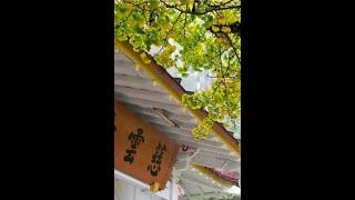 阿里山慈雲寺｜Alishan Ciyun Temple #旅行喵 #travelcat