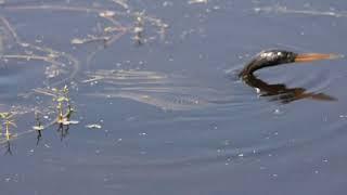 Anhinga anhinga, the water bird.