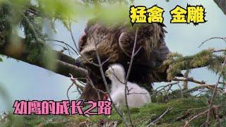 天空的霸主 金雕，猛禽幼鹰的成长之路！！！