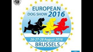 FCI European Dog Show 2016 - Basset Hounds Dogs