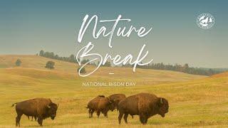 Happy National Bison Day! 