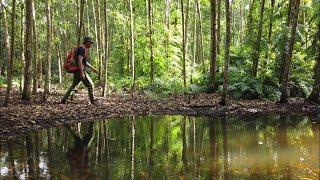 Solo bushcraft camping in the swamp forest, Vietnam | Cook Camping | Adventure