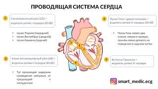 ЭКГ за 100 минут №1: ЭКГ плёнка, Проводящая система сердца