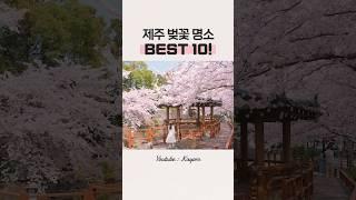  제주 벚꽃 명소 Best10! #제주벚꽃축제 #제주도벚꽃 #제주벚꽃