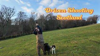 Driven Shooting Scotland with Labrador & Springer Spaniel Gundogs