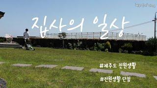 제주도 전원생활 브이로그 | 전원생활의 단점 | 잔디깍는기계를 본 강아지 반응_Jeju Country Life | lawn mowing routine