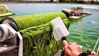 Modern Spirulina Farming Technology - Microalgae cultivation and harvest in a greenhouse