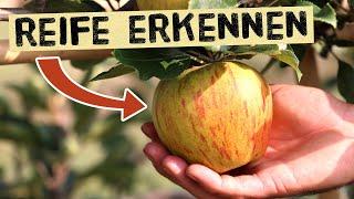 So erkennst du ob ein Apfel reif ist! Pflückreife und Genussreife - Äpfel, Birnen und Quitten