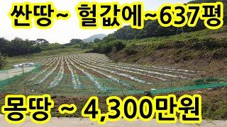 시골땅 토지 농지~ 급매물 헐값~ 637평 계획관리~ 싼땅~ 단돈 4,300만원 ~ 힐링 ~ 세컨하우스 귀농귀촌 전원주택지 사정이 있어서 싸게 드립니다.