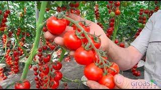 Episode 11 - Increase the yield of your tomato plants with mycorrhiza fungi