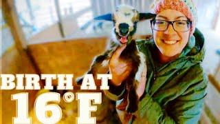 My Goat Gave Birth on a FREEZING Cold Night --This is How I Knew They Were Okay!