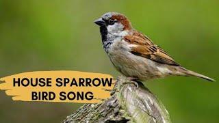 House Sparrow Sounds, Calling, And Chirping