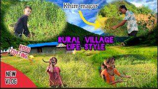 Kodo cutting sikdai || rural village life style || Khim magar || MK Vlogs