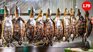 Turtles Farm - How Farmers Raise Millions of Soft Shelled Turtles - Turtles Processing Factory