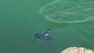 Razorbill in Slow-Motion Underwater!