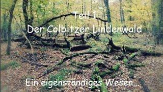 Die Colbitz-Letzlinger Heide Teil 1 - Der Colbitzer Lindenwald